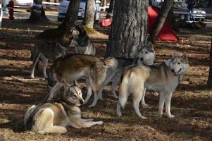 Sled dogs in the forest photo