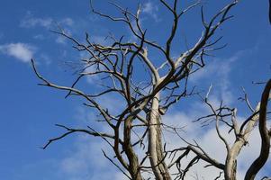 A Dead Tree in the forest photo