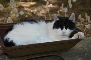 A cat take a rest outside photo