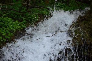 After the rain in the forest photo