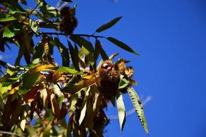 Chestnuts tree in the blue sky photo