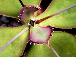 Long pointed spines at the edge of Walking Kalanchoe leaves photo