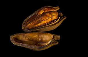 Pods and seeds of Mahogany on black background photo