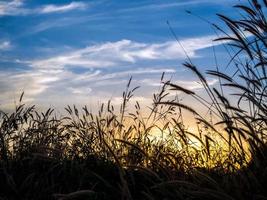 Mission grass in the evening light photo