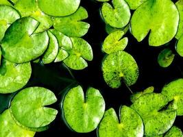 Freshness leaves of water lily in the pond photo