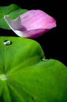 Water dew on lotus leaf photo