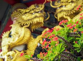 Gold dragon sculpture and Red flower of Christ Thorn in Chinese religious venues photo