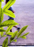 Green leaves of mahogany beside the concrete footpath photo