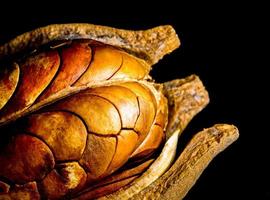 Pods and seeds of  Mahogany on black background photo