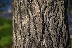 Tree bark close-up in the light of the sun photo