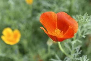 Orange and red flowers of Eschscholzia close-up from the genus Papaveraceae photo
