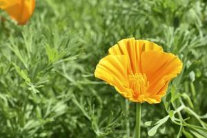 Orange and red flowers of Eschscholzia close-up from the genus Papaveraceae photo