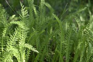 Yarrow ordinary. Nature background. Green leaf pattern texture abstract background. Natural beauty. photo