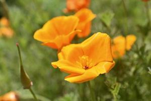 Orange and red flowers of Eschscholzia close-up from the genus Papaveraceae photo