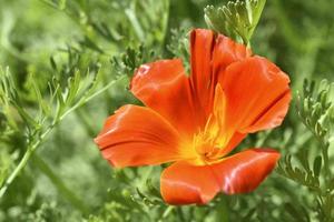 Orange and red flowers of Eschscholzia close-up from the genus Papaveraceae photo