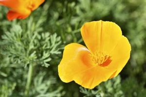Orange and red flowers of Eschscholzia close-up from the genus Papaveraceae photo
