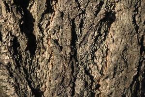 Tree bark close-up in the light of the sun photo