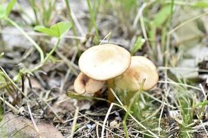 White toadstools mushrooms in the garden in summer photo