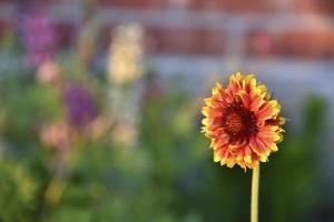 Yellow and orange gaillardia in the rays of the setting sun on the background of a summer garden photo