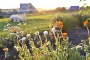 Yellow and orange asters in the rays of the setting sun on the background of a summer garden photo