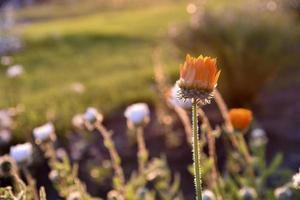 Yellow and orange asters in the rays of the setting sun on the background of a summer garden photo