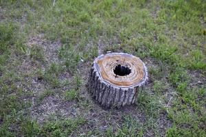 A rotten stump with a hole inside in the forest photo