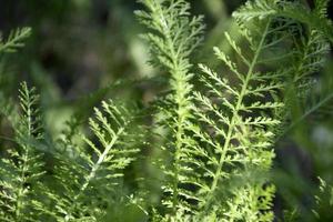 Yarrow ordinary. Nature background. Green leaf pattern texture abstract background. Natural beauty. photo