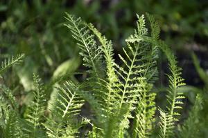 Yarrow ordinary. Nature background. Green leaf pattern texture abstract background. Natural beauty. photo