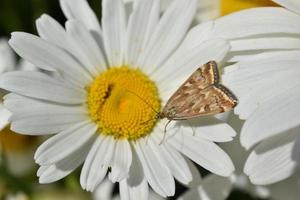 The butterfly of the meadow moth Loxostege sticticalis on a daisy in summer photo