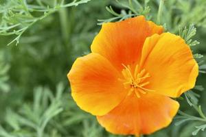 Orange and red flowers of Eschscholzia close-up from the genus Papaveraceae photo