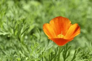 Orange and red flowers of Eschscholzia close-up from the genus Papaveraceae photo