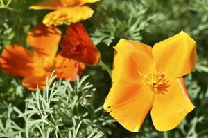 Orange and red flowers of Eschscholzia close-up from the genus Papaveraceae photo