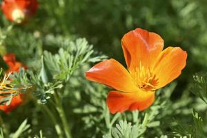 Orange and red flowers of Eschscholzia close-up from the genus Papaveraceae photo