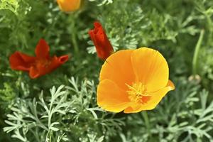 Orange and red flowers of Eschscholzia close-up from the genus Papaveraceae photo