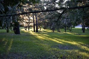 Sunny evening light in the park through tree branches and grass photo