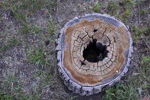 A rotten stump with a hole inside in the forest photo