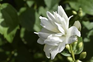 White flowers of the Jasminum Olive shrub on a green background photo