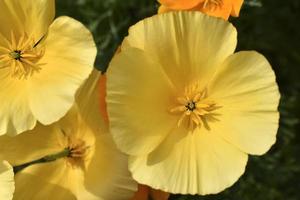 Delicate yellow flowers of the Ashsholtsia of the Poppy family Papaveraceae close-up in the garden photo