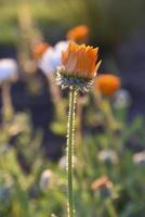 Yellow and orange asters in the rays of the setting sun on the background of a summer garden photo