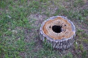 un tocón podrido con un agujero dentro del bosque foto