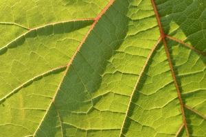 Photo of a green grape leaf macro photo close-up