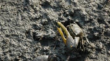 close-up de caranguejo de mangue na lama. video