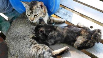 kat die haar kittens verzorgt. borstvoeding door kattenmoeder aan zwarte kitten. video