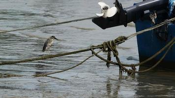 pássaro garça fica na corda procurando comida na água. video
