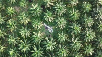 Tirar basura ilegal en palma aceitera. video