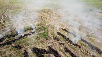 Incendio en el campo después de cosechar la paja del arnés del arrozal en Malasia. video