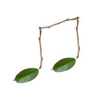 musical note and leaves on white background photo