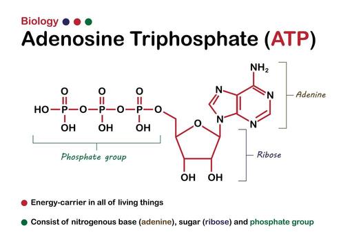 el diagrama biológico muestra la estructura del trifosfato de adenosina o atp como sustancia energética en el organismo vivo vector