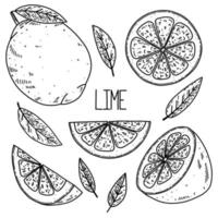 conjunto de lima vectorial de estilo boceto dibujado a mano aislado sobre fondo blanco, ilustración de alimentos ecológicos vector