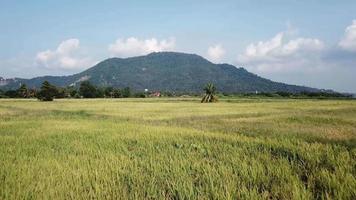 Fly through rice paddy field with background Bukit Mertajam hill. video